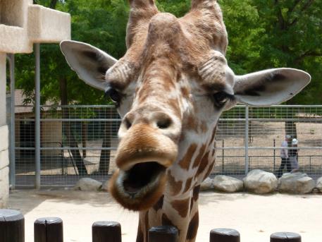 Zoo de la Palmyre Girafe