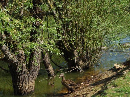 Stacaravan Grand Confort 3 slaapkamers