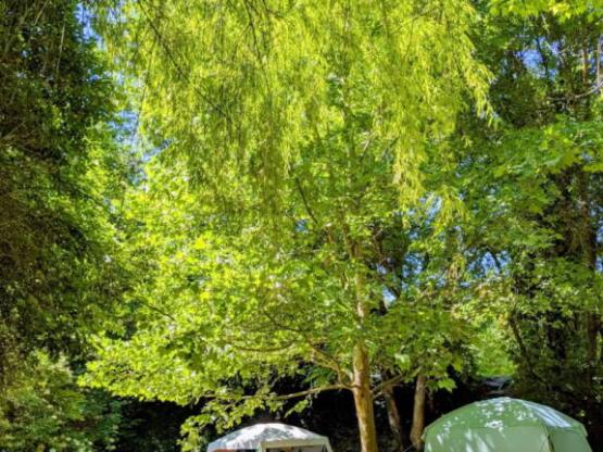 Basisprijs Comfortplaats (1 tent, caravan of camper / 1 auto / elektriciteit 6A)