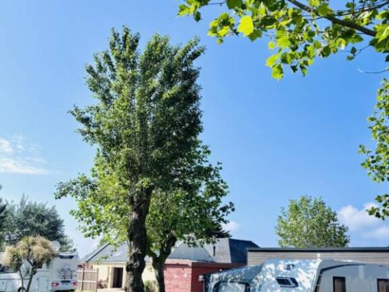 Emplacement Mixte avec élect 10A inclus pour Caravane/Tente avec 1 voiture ou 1 Camping Car/fourgon