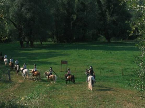 Paardrijcursus (10-19 jaar oud) - Volledige week