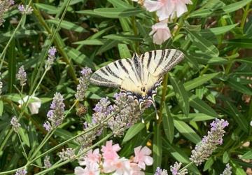 Le Mas d'Ayen
