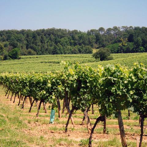 Les vignes en Gironde